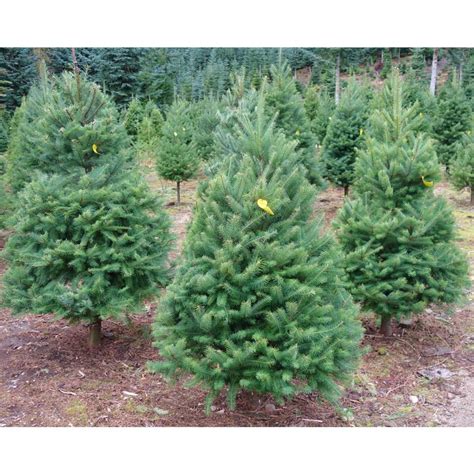 White pine: $23/ft. . Live christmas tree sales near me